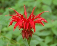 image of flower
