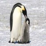 image of bird