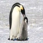 image of emperor_penguin #2