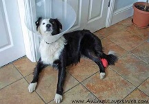 image of border_collie