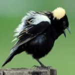 image of bird