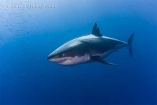 image of great_white_shark #8