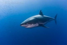 image of great_white_shark