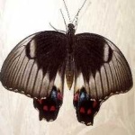 image of animal