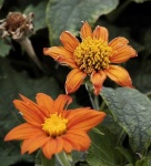 image of flower