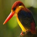 image of rufous_kingfisher #27