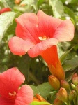 image of flower