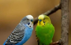 image of parakeet