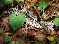 image of diamondback #8