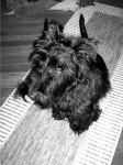 image of animal