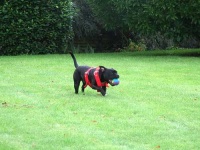 image of staffordshire_bullterrier