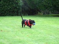 image of staffordshire_bullterrier #10