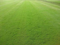 image of grass