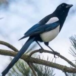 image of bird
