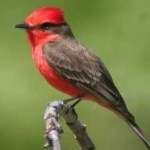 image of bird