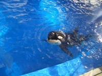 image of killer_whale #28