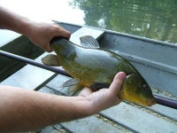 image of tench