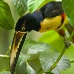 image of bird