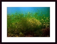 image of coral_reef