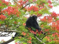 image of gibbon