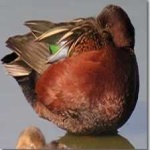 image of bird