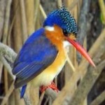 image of bird