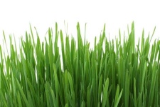 image of grass