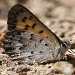 image of animal