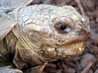 image of animal