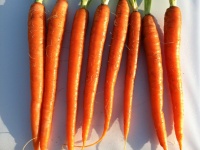 image of carrot #28