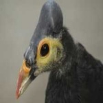image of bird