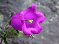 image of flower