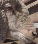 image of animal