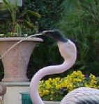 image of animal