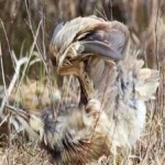 image of bird