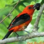 image of bird