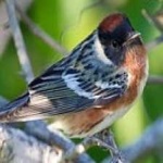 image of bird
