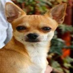 image of animal