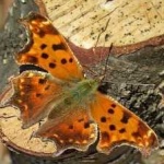 image of animal