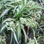 image of house_plant