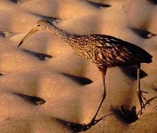 image of limpkin