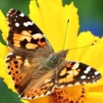 image of animal