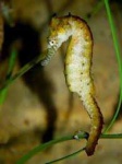 image of seahorse #22