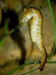 image of animal