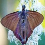 image of animal