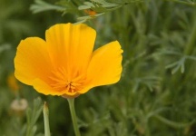 image of flower