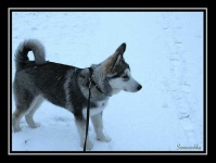 image of malamute