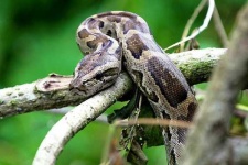 image of rock_python