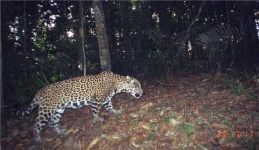 image of jaguar_car