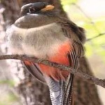 image of bird